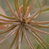 tillandsia capitata peach air plants [3 pack]