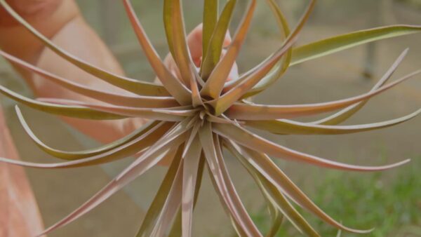 tillandsia capitata peach air plants [3 pack]