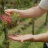 tillandsia ionantha rubra hanging clusters with hook for hanging
