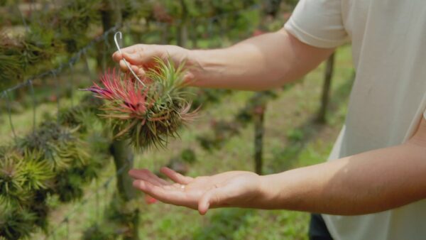 tillandsia ionantha rubra hanging clusters with hook for hanging
