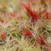 large tillandsia ionantha guatemala air plants [single plant]