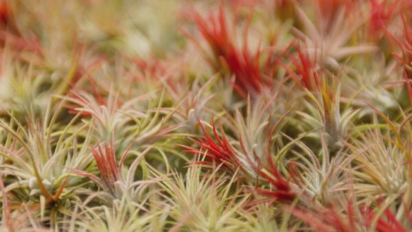 large tillandsia ionantha guatemala air plants [single plant]