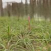 tillandsia concolor air plants [single plant]