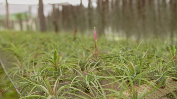tillandsia concolor air plants [single plant]
