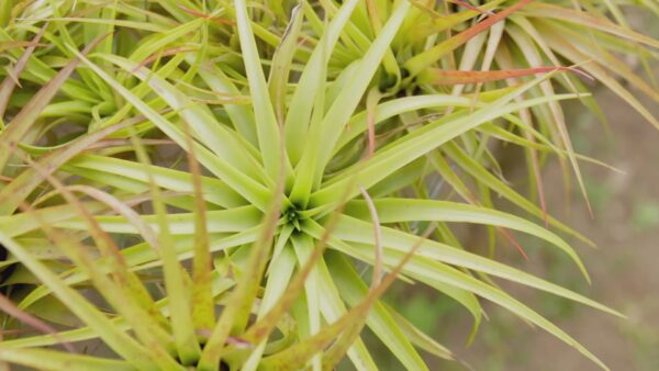 tillandsia abdita air plants [1, 3 or 5 pack]