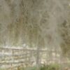 xl colombia thick spanish moss / tillandsia usneoides giant hanging clump