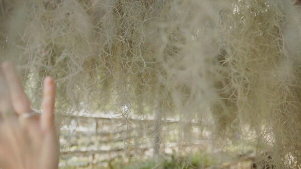 xl colombia thick spanish moss / tillandsia usneoides giant hanging clump