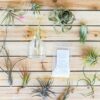 tillandsia air plant grab bag of small & medium plants with fertilizer and air plant mister [10 pack]