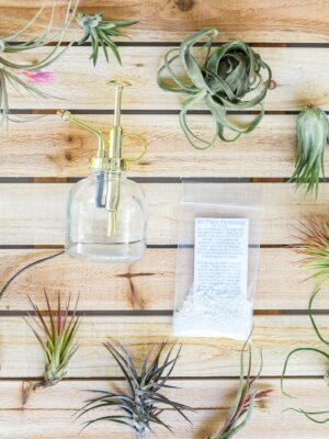 tillandsia air plant grab bag of small & medium plants with fertilizer and air plant mister [10 pack]