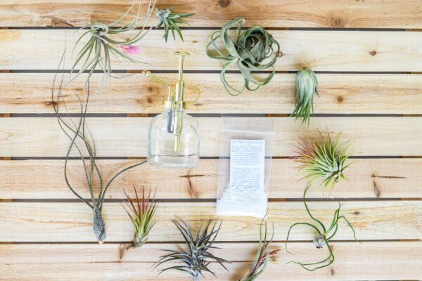 tillandsia air plant grab bag of small & medium plants with fertilizer and air plant mister [10 pack]