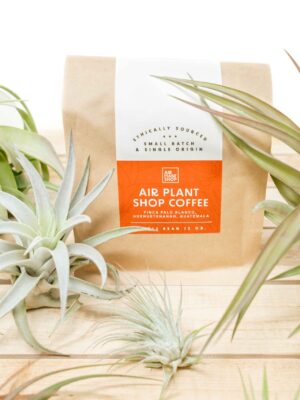 air plant shop coffee + tillandsia air plant combos
