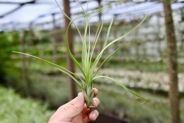sale: 35% off tillandsia balbisiana air plants [5, 10, or 15 pack]