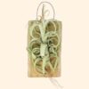 tillandsia curly slim mounted on natural cedar plank