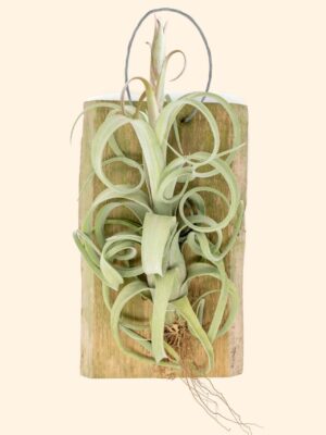 tillandsia curly slim mounted on natural cedar plank