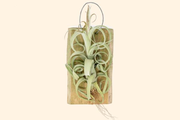 tillandsia curly slim mounted on natural cedar plank