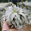 tillandsia xerographica special curly form / 7 to 8 inches wide [single plant]