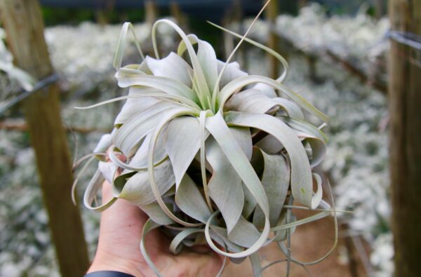 tillandsia xerographica special curly form / 7 to 8 inches wide [single plant]
