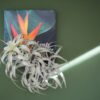 tillandsia cacticola long form silver air plants [single plant]