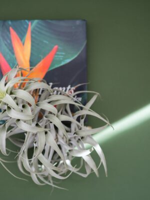 tillandsia cacticola long form silver air plants [single plant]