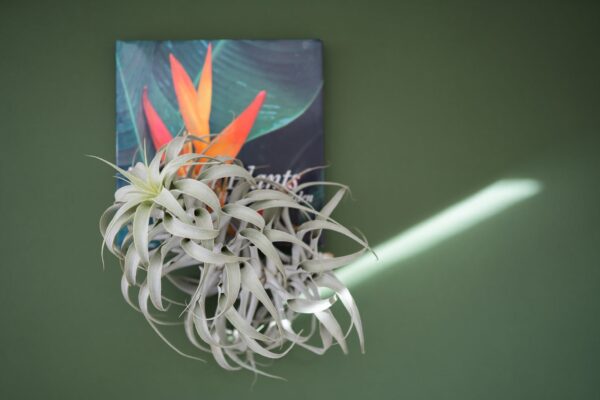 tillandsia cacticola long form silver air plants [single plant]
