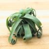 tillandsia streptophylla pure air plants collector's variety [single plant]