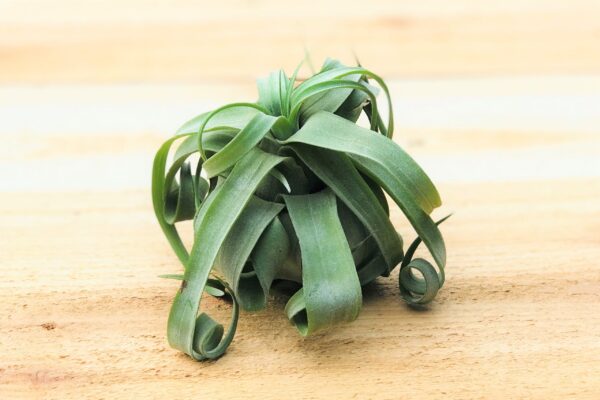 tillandsia streptophylla pure air plants collector's variety [single plant]
