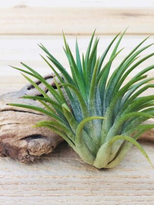 tillandisa ionantha huamelula collector's variety tillandsia [single plant]
