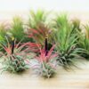 sale: 55% off tillandsia ionantha rubra air plants [20, 30 or 50 pack]