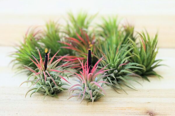 sale: 55% off tillandsia ionantha rubra air plants [20, 30 or 50 pack]