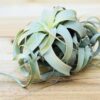 tillandsia xerographica special curly form / 7 to 8 inches wide [single plant]