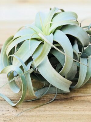 tillandsia xerographica special curly form / 7 to 8 inches wide [single plant]