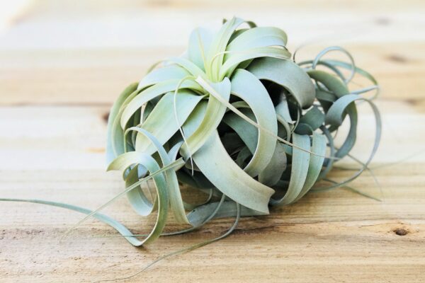 tillandsia xerographica special curly form / 7 to 8 inches wide [single plant]