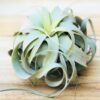tillandsia xerographica special curly form / 7 to 8 inches wide [single plant]