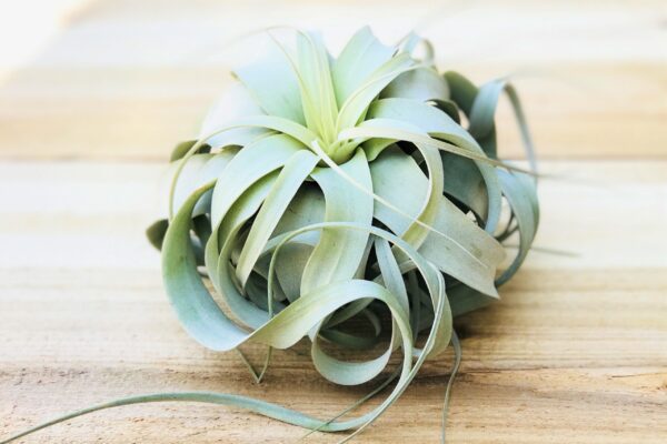 tillandsia xerographica special curly form / 7 to 8 inches wide [single plant]