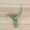 sale: 35% off tillandsia baileyi air plants [5, 10, or 15 pack]