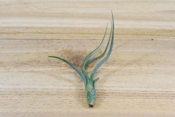 sale: 35% off tillandsia baileyi air plants [5, 10, or 15 pack]