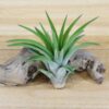 large tillandsia velutina air plants [1,3, or 5 pack]