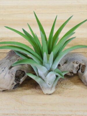 large tillandsia velutina air plants [1,3, or 5 pack]