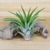 tillandsia velutina air plants [single plant]