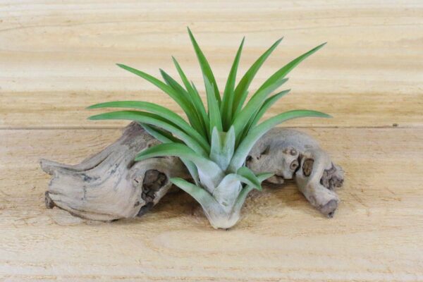 tillandsia velutina air plants [single plant]