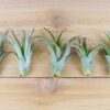 tillandsia abdita air plants [1, 3 or 5 pack]