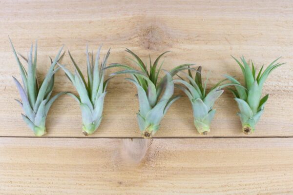 tillandsia abdita air plants [1, 3 or 5 pack]