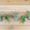 tillandsia abdita air plants [1, 3 or 5 pack]