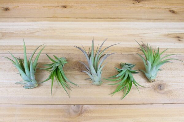 tillandsia abdita air plants [1, 3 or 5 pack]