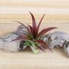 tillandsia red abdita air plants [3 pack]