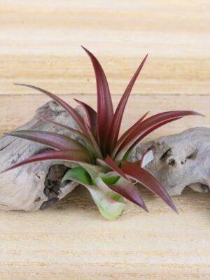tillandsia red abdita air plants [single plant]