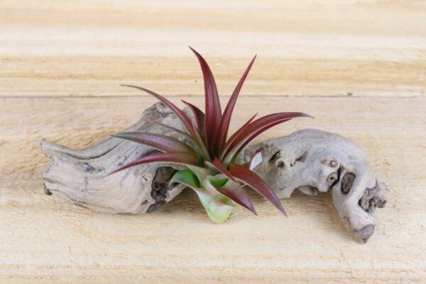 tillandsia red abdita air plants [single plant]