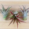 tillandsia red abdita air plants [3 pack]