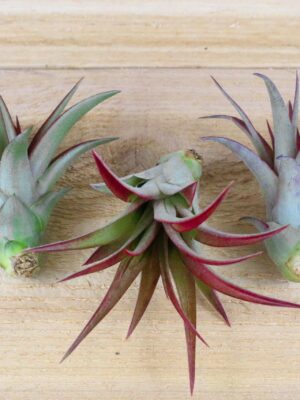 tillandsia red abdita air plants [3 pack]