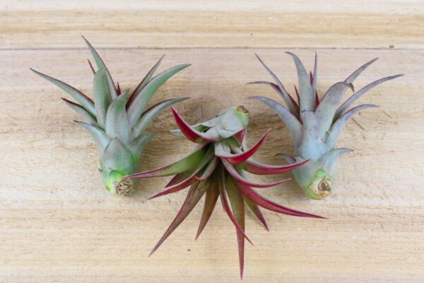 tillandsia red abdita air plants [3 pack]